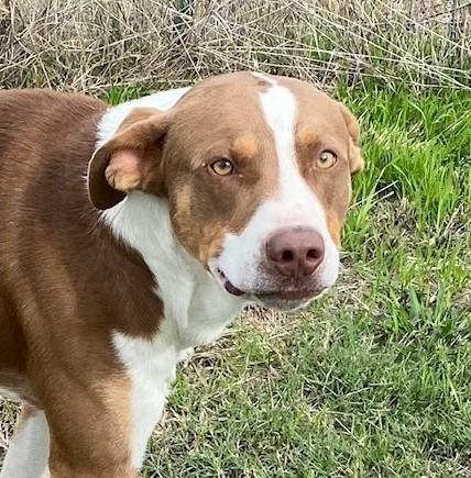 Scooby