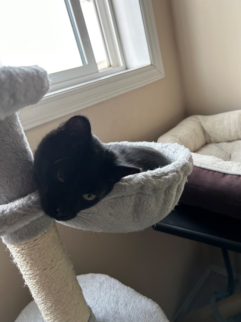 BoBo, an adoptable Domestic Short Hair in Calgary, AB, T3S 0C5 | Photo Image 2