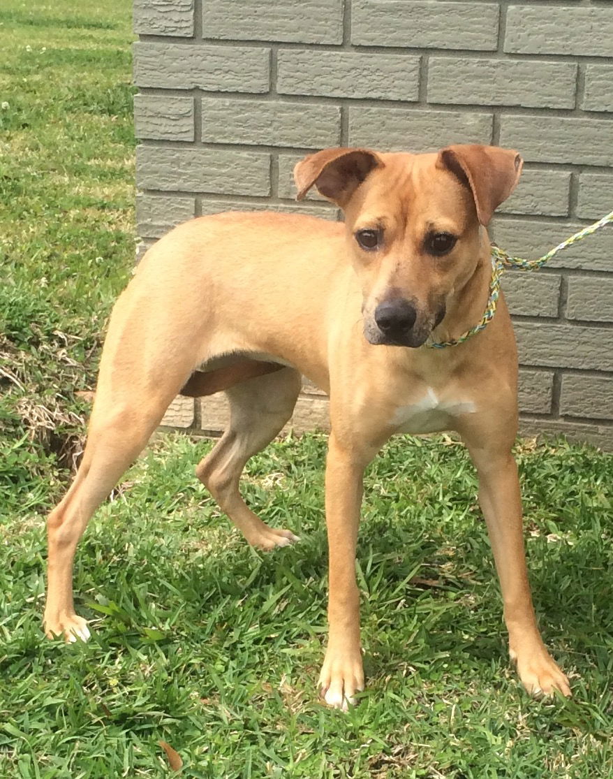 Mandy, an adoptable Terrier in Slidell, LA, 70469 | Photo Image 1