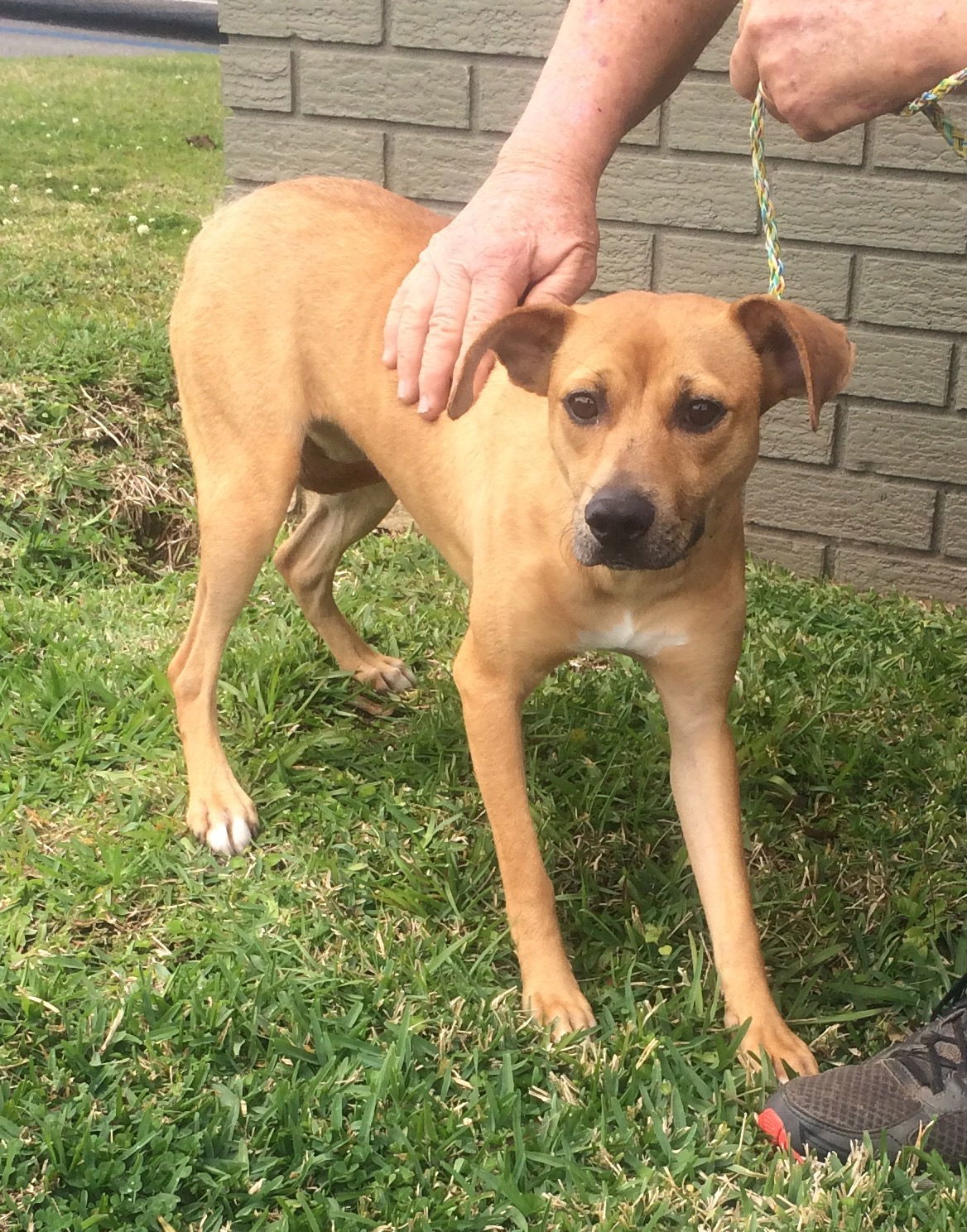 Mandy, an adoptable Terrier in Slidell, LA, 70469 | Photo Image 2