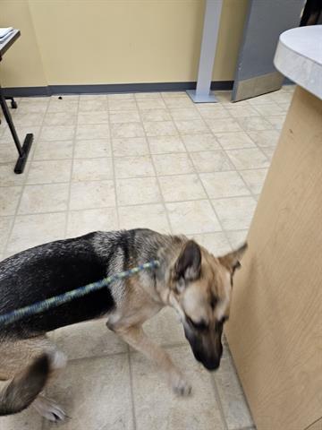 A071140, an adoptable German Shepherd Dog in Norfolk, VA, 23502 | Photo Image 1