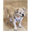 BAGBY in AZ, an adoptable Border Terrier Mix in Peoria, AZ_image-2