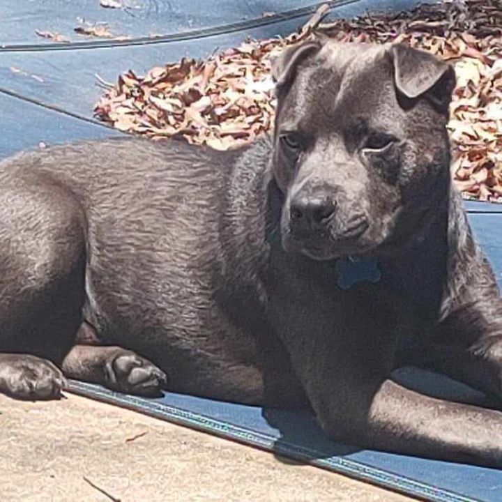 Blue, great with kids, dogs and cats, an adopted Black Labrador Retriever & Terrier Mix in Helena, AL_image-2