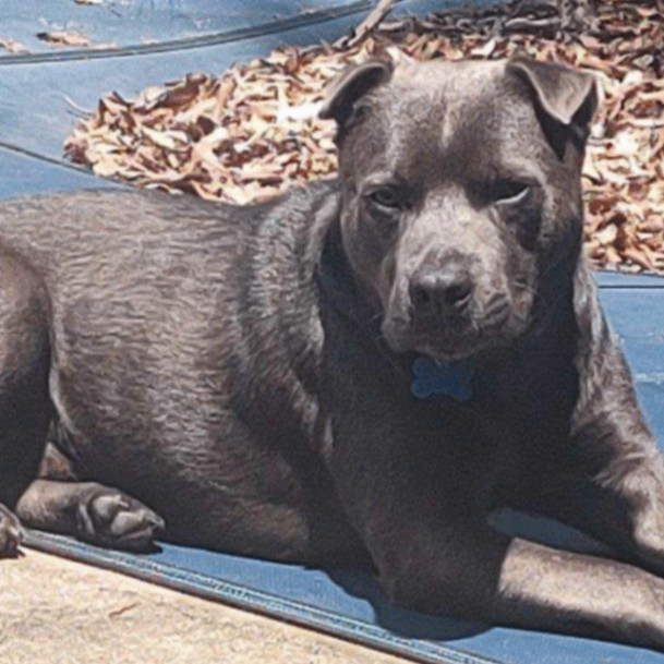 Blue, great with kids, dogs and cats 5