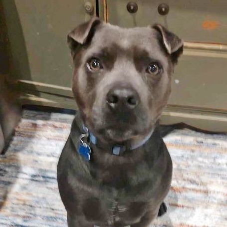 Blue, great with kids, dogs and cats