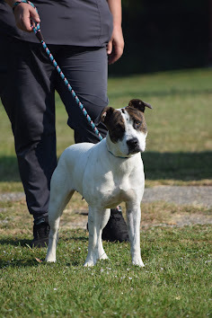 Della, an adoptable Pit Bull Terrier Mix in Gulfport, MS_image-2