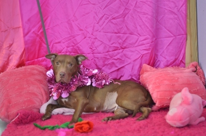 Ruthie, an adoptable Terrier Mix in Gulfport, MS_image-2