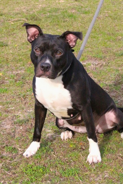 Morticia, an adoptable Terrier Mix in Gulfport, MS_image-3