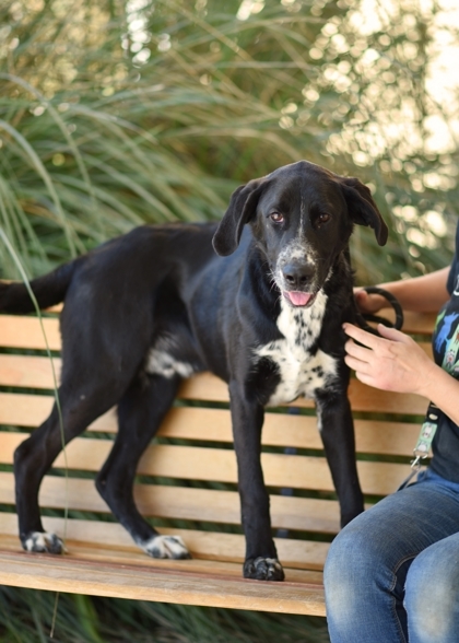 Polo, an adoptable Labrador Retriever Mix in Gulfport, MS_image-3