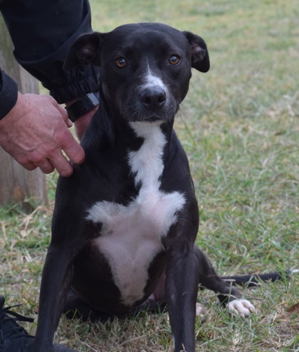 Sparkles, an adoptable Terrier Mix in Gulfport, MS_image-2