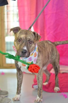 Razor, an adoptable Pit Bull Terrier Mix in Gulfport, MS_image-1