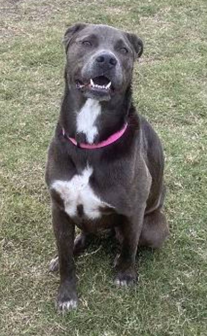 KangaRoo, an adoptable Labrador Retriever & Pit Bull Terrier Mix in Hanover, MD_image-4