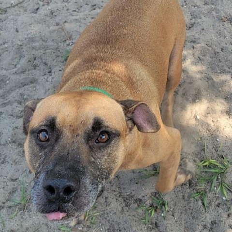 Noah, an adoptable Mixed Breed in Lake Panasoffkee, FL_image-2