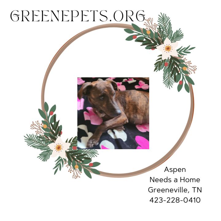 Aspen, an adoptable Coonhound in Greeneville, TN_image-1