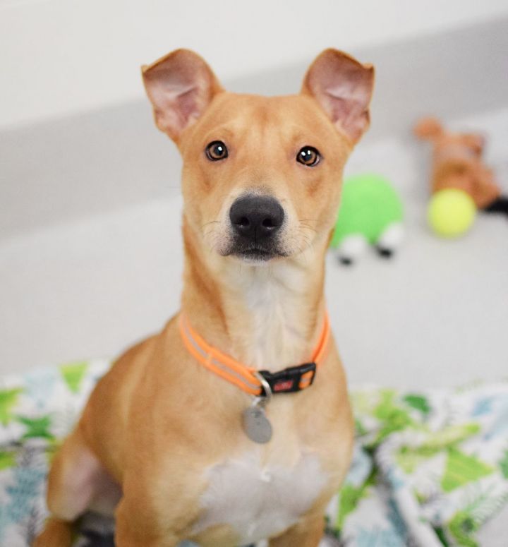 Benton, an adoptable Carolina Dog & Terrier Mix in Pontiac, MI_image-1