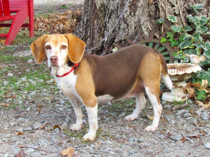 HAZEL, an adopted Beagle in Newburgh, NY_image-1