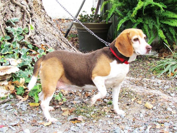 HAZEL, an adopted Beagle in Newburgh, NY_image-3