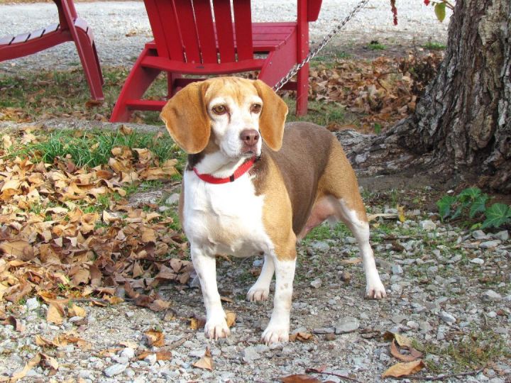 HAZEL, an adopted Beagle in Newburgh, NY_image-4