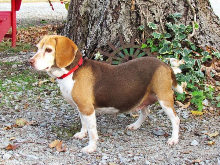 HAZEL, an adopted Beagle in Newburgh, NY_image-6