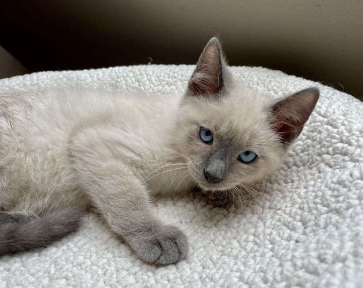 Squirtle - Portofino Petsmart, an adopted Siamese in Conroe, TX_image-3