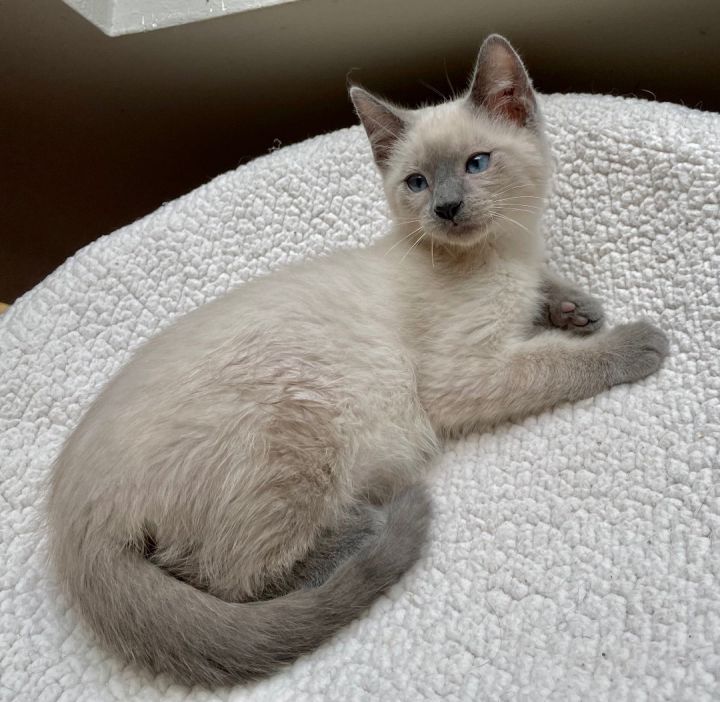 Squirtle - Portofino Petsmart, an adopted Siamese in Conroe, TX_image-4
