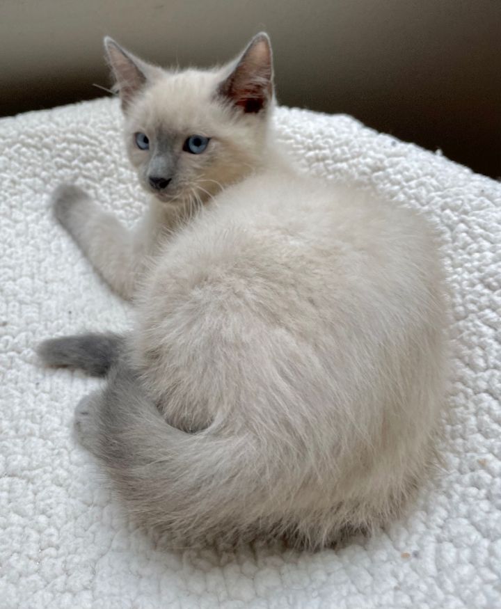 Squirtle - Portofino Petsmart, an adopted Siamese in Conroe, TX_image-5