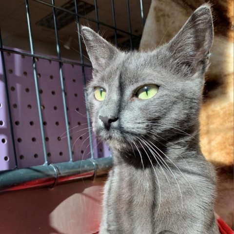 Brie, an adoptable Domestic Short Hair in Saratoga Springs, NY_image-1
