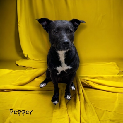 Pepper, an adoptable Terrier Mix in Cumberland, MD_image-1