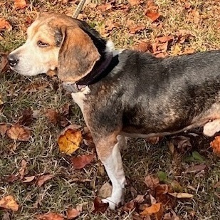 LOUIE, an adoptable Beagle in Saluda, VA_image-2