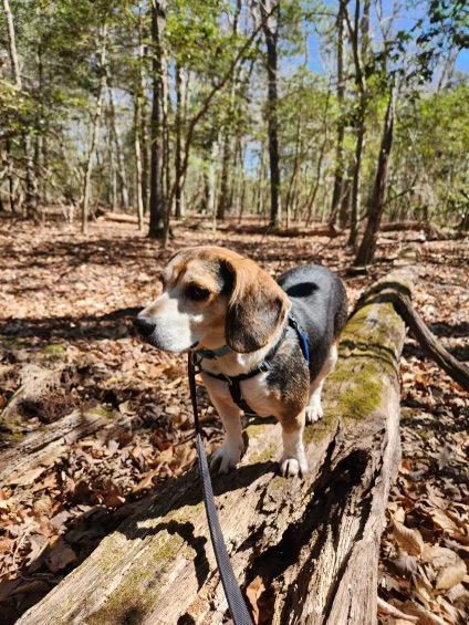 LOUIE, an adoptable Beagle in Saluda, VA_image-3
