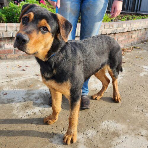 Dexter, an adoptable Rottweiler in Lathrop, CA_image-3