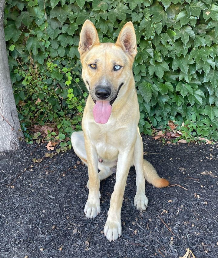 Maverick, an adoptable German Shepherd Dog & Husky Mix in Lathrop, CA_image-1