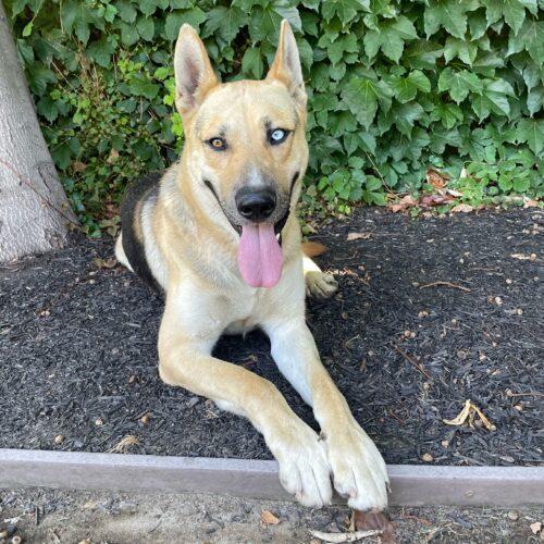 Maverick, an adoptable German Shepherd Dog & Husky Mix in Lathrop, CA_image-2