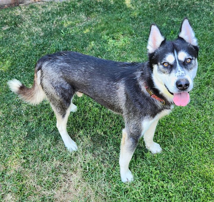 Bandit, an adoptable Husky in Lathrop, CA_image-1