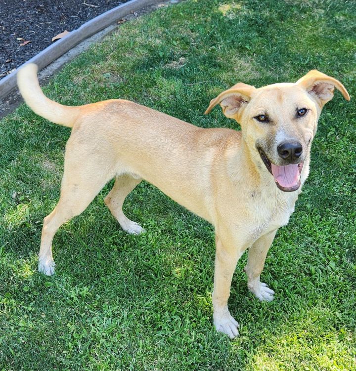 Tanner, an adoptable Labrador Retriever Mix in Lathrop, CA_image-1