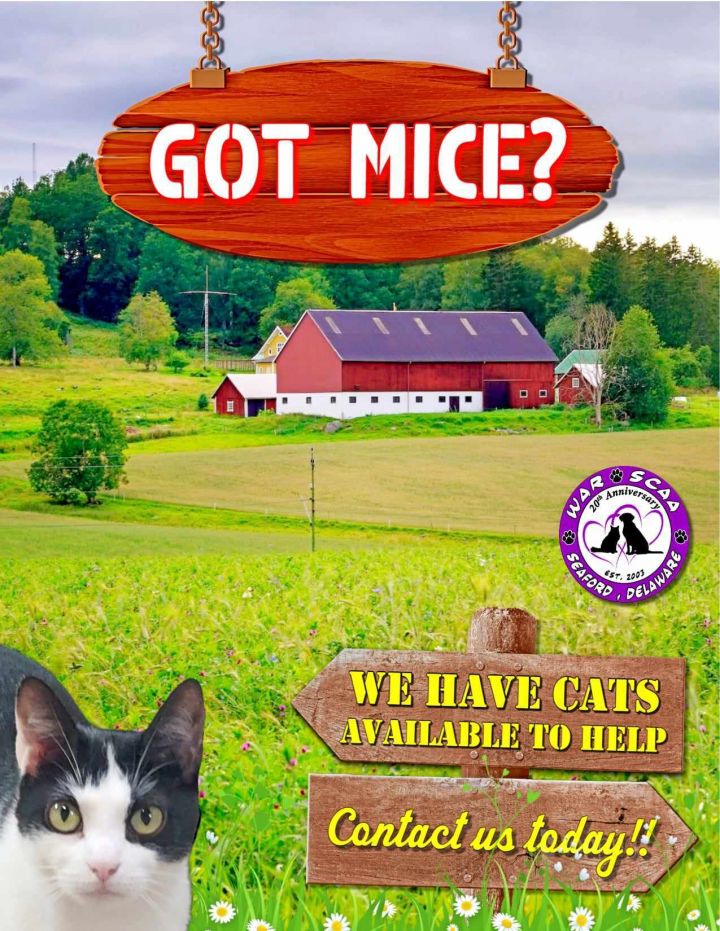 WORKING CATS 1