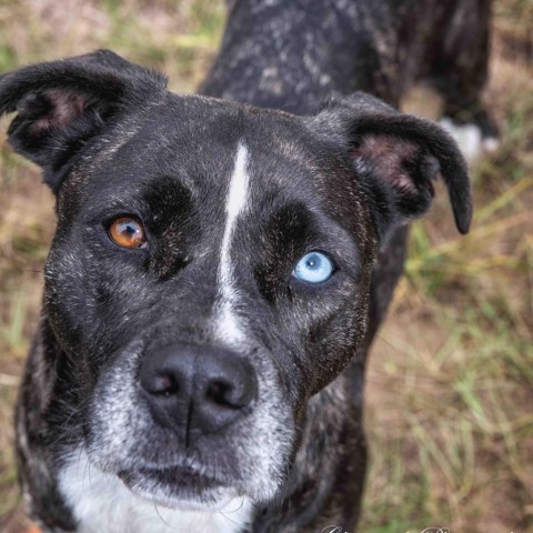 Alice, an adoptable Mountain Cur, Feist in Leesburg, FL, 34788 | Photo Image 1