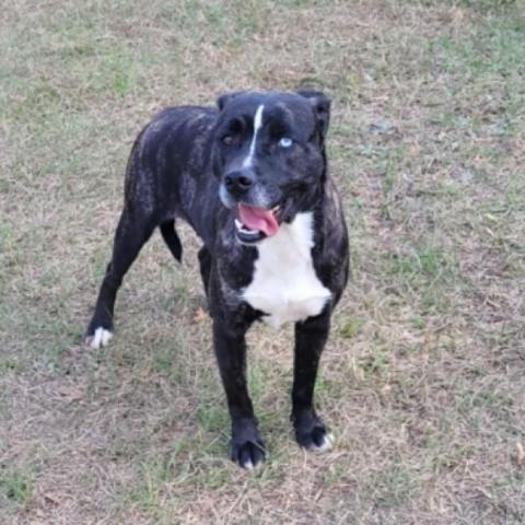 Alice, an adoptable Mountain Cur, Feist in Leesburg, FL, 34788 | Photo Image 2