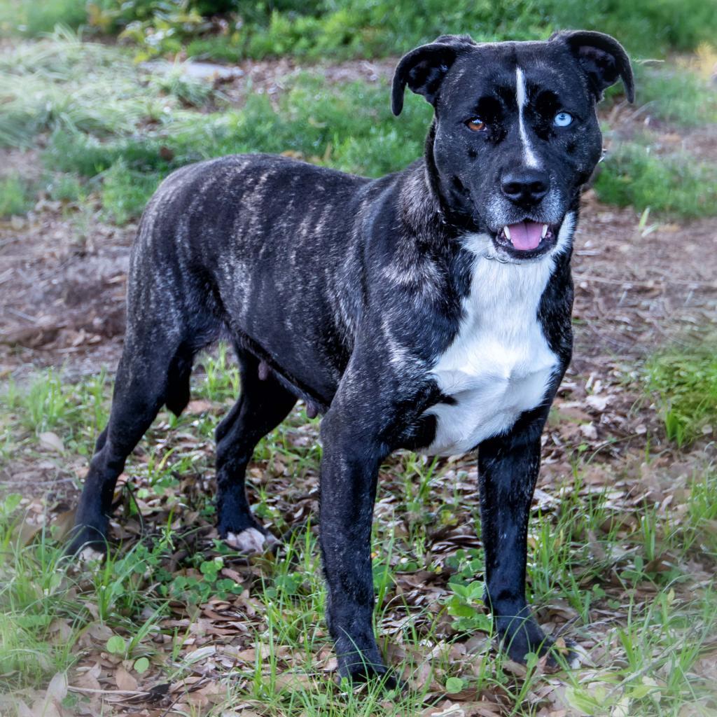 Alice, an adoptable Mountain Cur, Feist in Leesburg, FL, 34788 | Photo Image 2