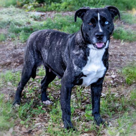 Alice, an adoptable Mountain Cur, Feist in Leesburg, FL, 34788 | Photo Image 3