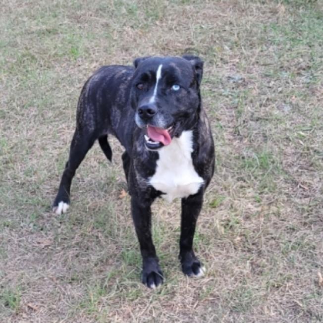 Alice, an adoptable Mountain Cur, Feist in Leesburg, FL, 34788 | Photo Image 3