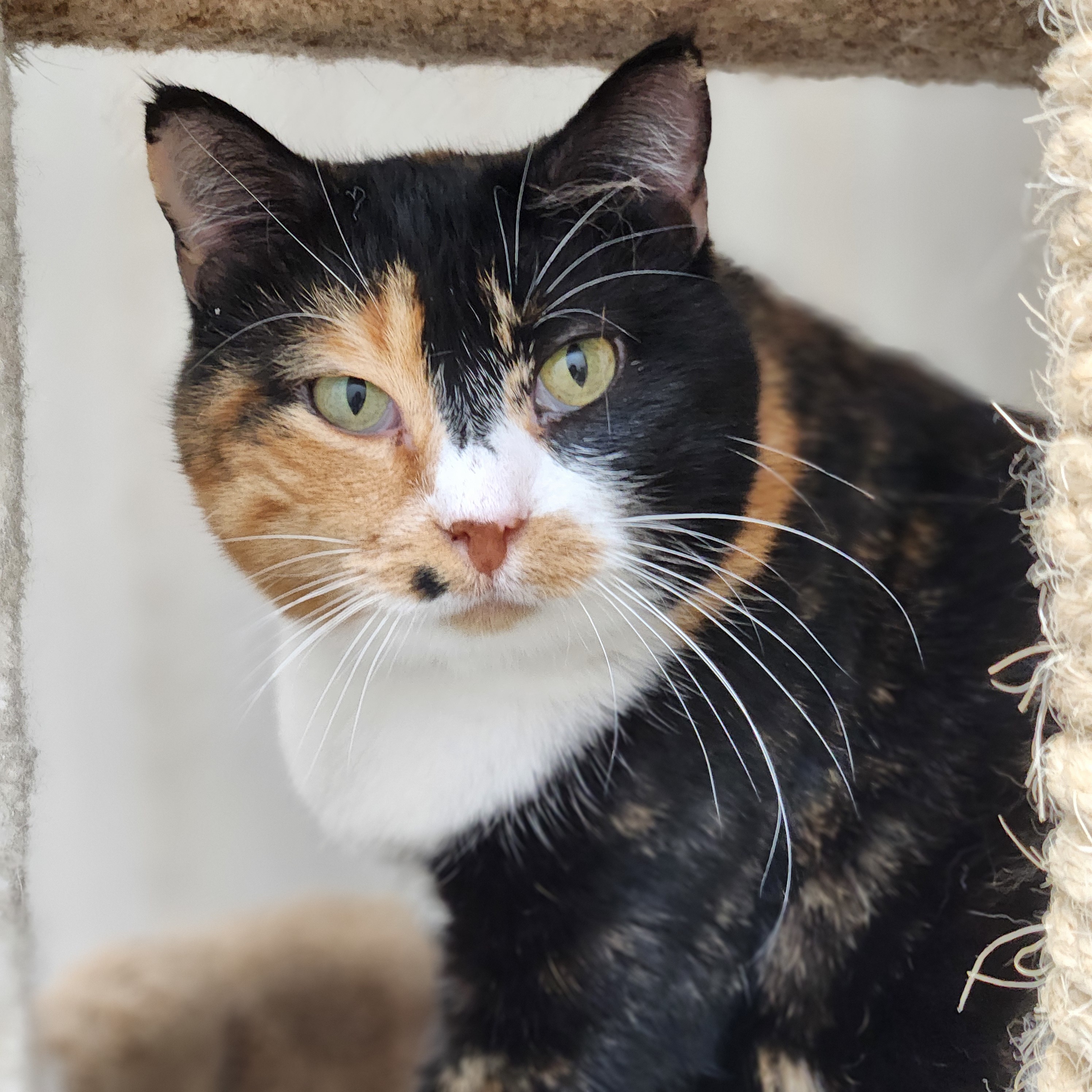 Sandy, an adoptable Domestic Short Hair in De Soto, IA, 50069 | Photo Image 1