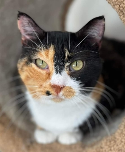 Sandy, an adoptable Domestic Short Hair in De Soto, IA, 50069 | Photo Image 2