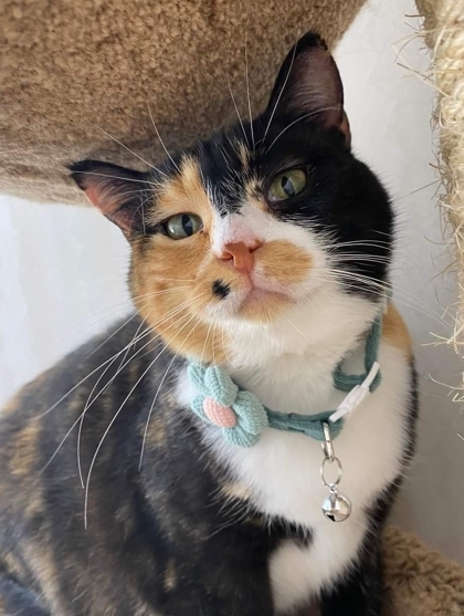 Sandy, an adoptable Domestic Short Hair in De Soto, IA, 50069 | Photo Image 3