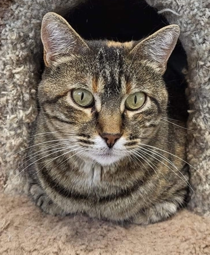 Tinkerbell, an adoptable Domestic Short Hair in De Soto, IA, 50069 | Photo Image 1