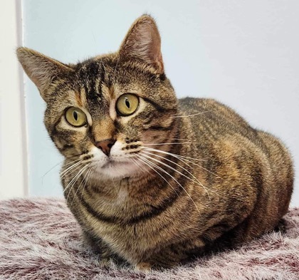 Tinkerbell, an adoptable Domestic Short Hair in De Soto, IA, 50069 | Photo Image 3