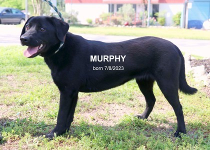 Murphy detail page