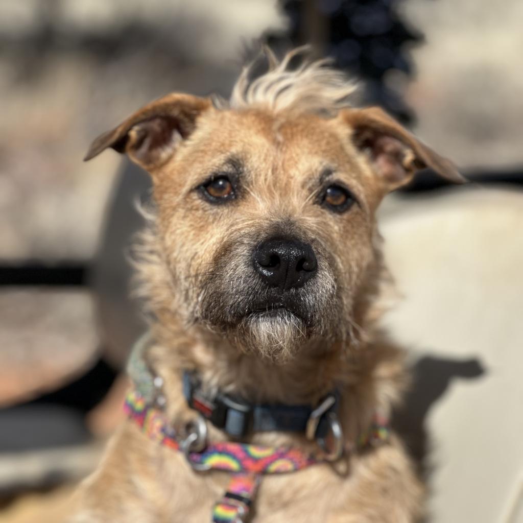 Venus, an adoptable Poodle, Pit Bull Terrier in Kanab, UT, 84741 | Photo Image 1