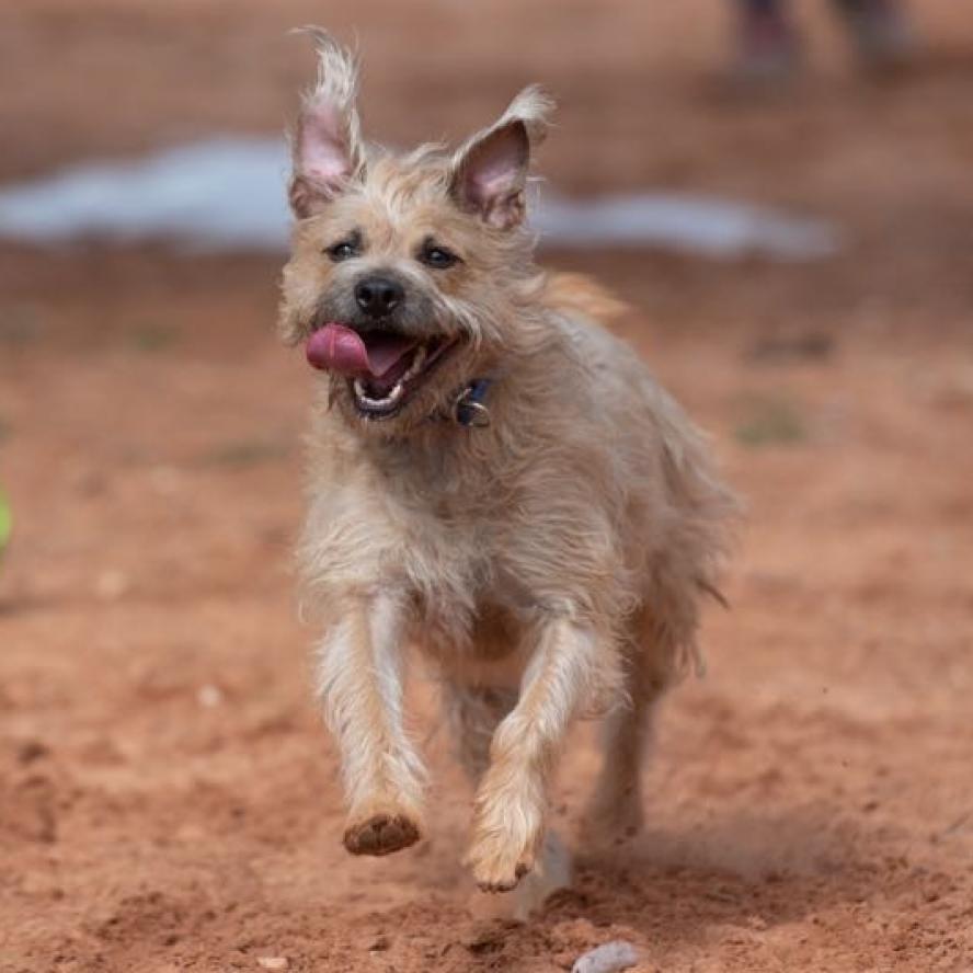 Venus, an adoptable Poodle, Pit Bull Terrier in Kanab, UT, 84741 | Photo Image 1