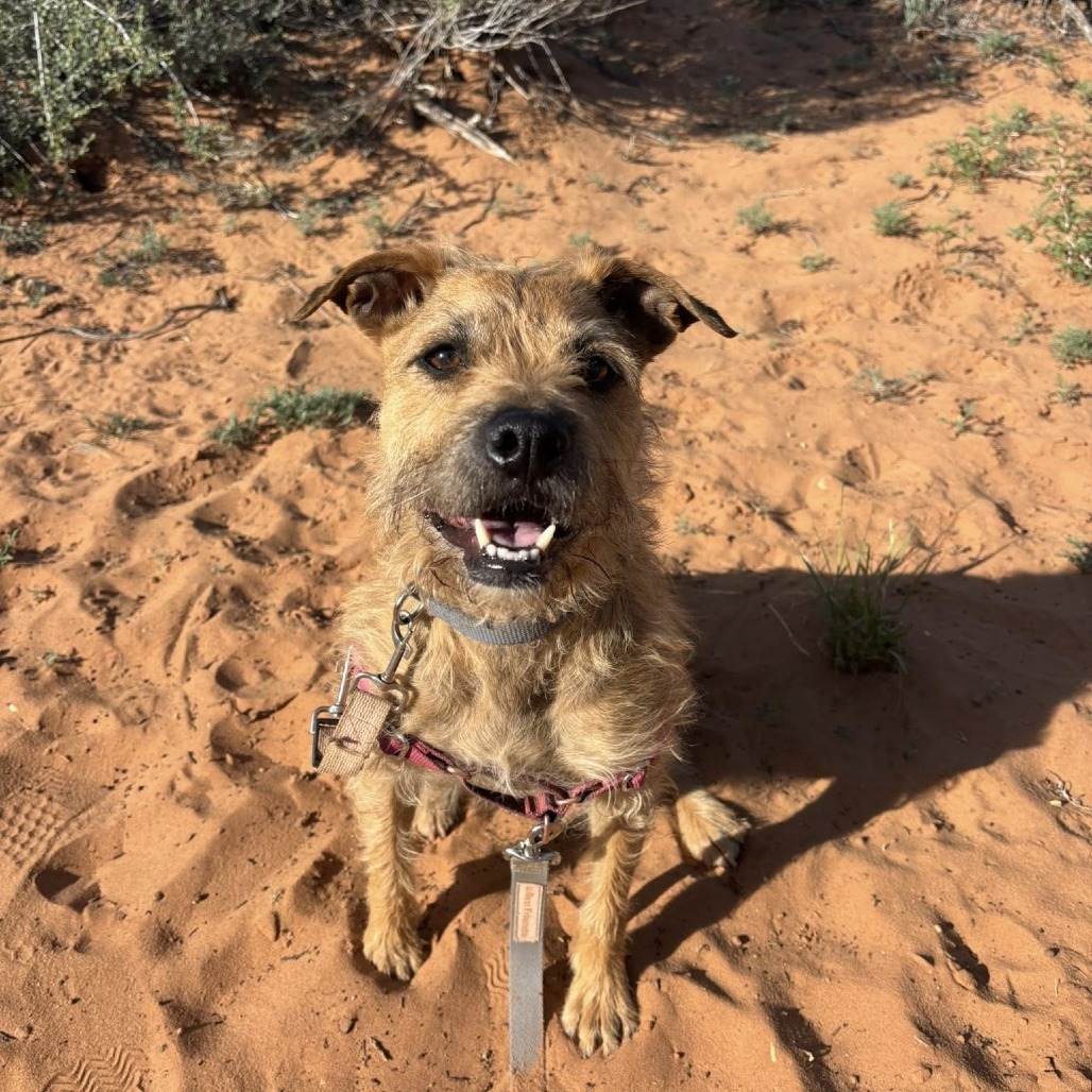 Venus, an adoptable Poodle, Pit Bull Terrier in Kanab, UT, 84741 | Photo Image 1